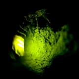 Světluška větší (Lampyris noctiluca)