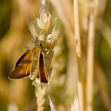 Soumračník čárečkovaný (Thymelicus lineola)
