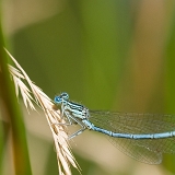 Šidélko brvonohé (Platycnemis pennipes) sameček
