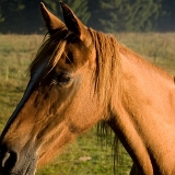 Kůň