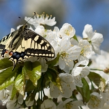Otakárek fenyklový (Papilio machaon)