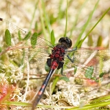 Vážka čárkovaná (Leucorrhinia dubia)