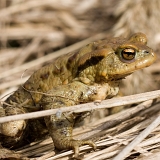 Hnědý skokan (Rana)