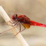 Vážka červená (Crocothemis erythraea)